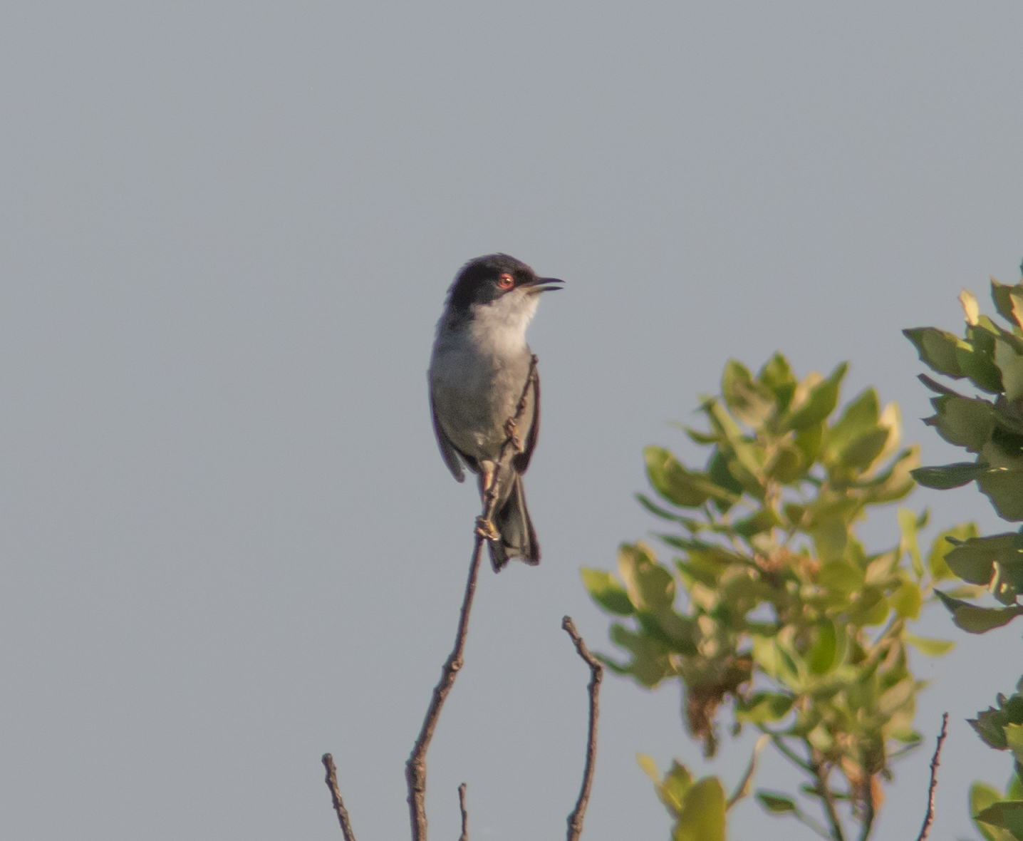 Miniature